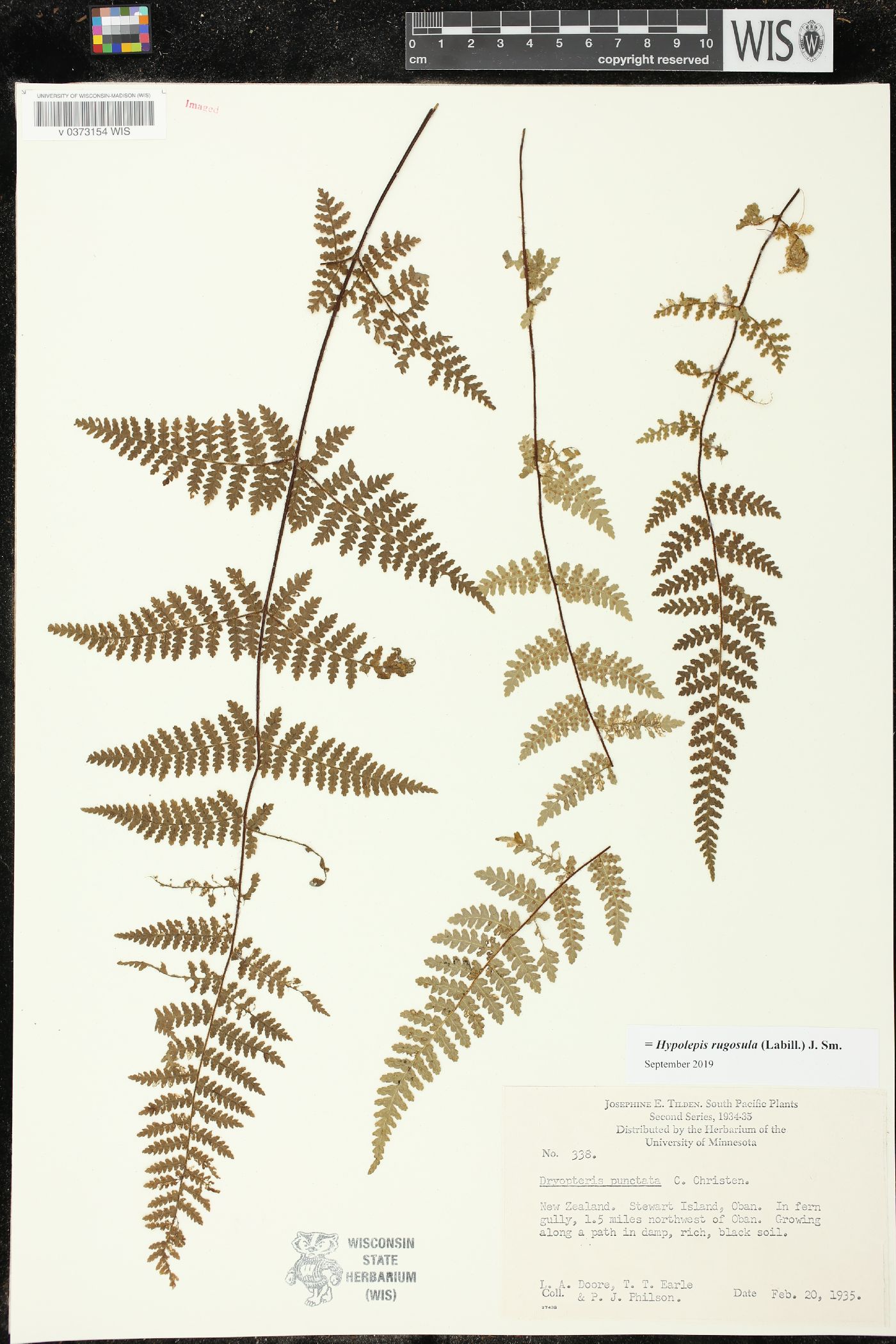 Hypolepis rugosula image