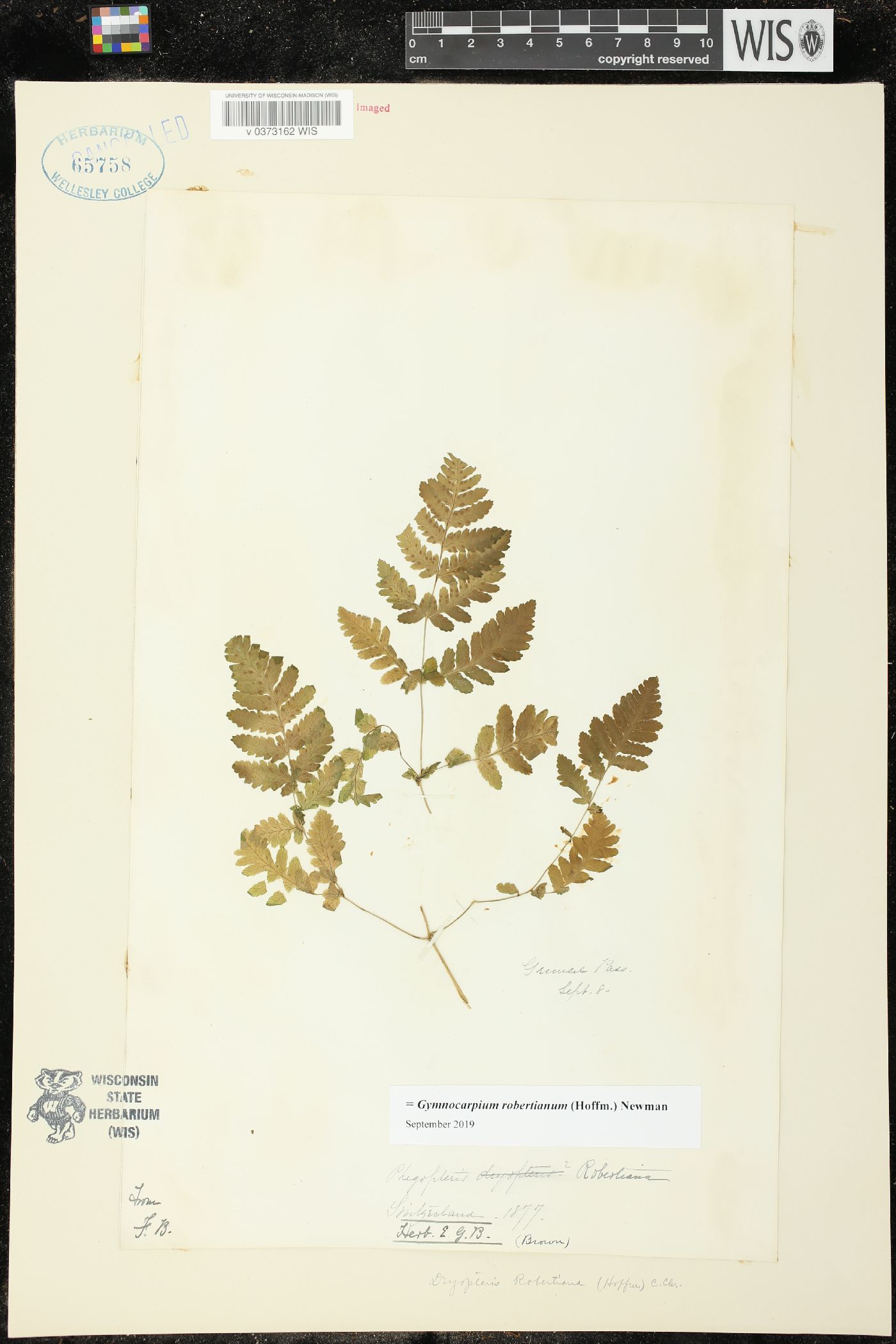 Gymnocarpium robertianum image