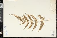 Dryopteris sparsa image