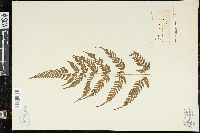 Dryopteris sparsa image