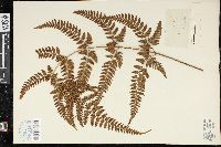 Dryopteris sparsa image