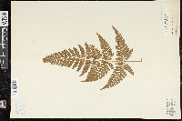 Dryopteris sparsa image