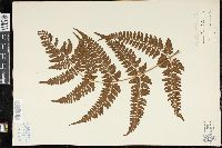 Dryopteris sparsa image