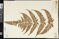 Dryopteris sparsa image