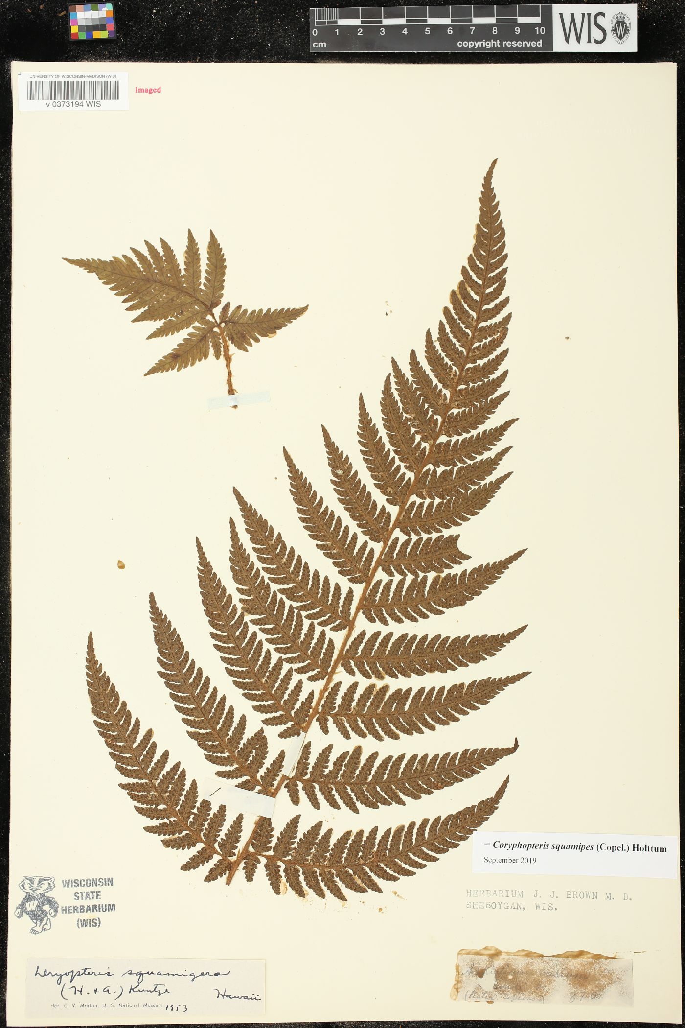 Coryphopteris squamipes image