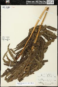 Pneumatopteris sandwicensis image