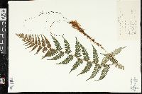 Dryopteris sublacera image