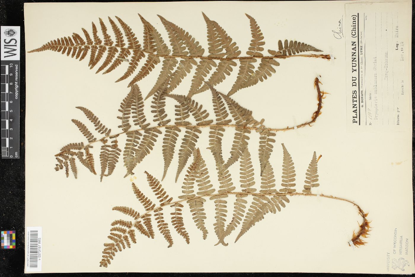 Dryopteris sublacera image