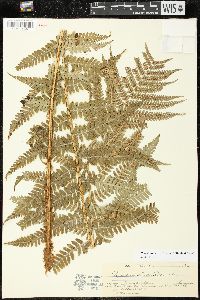 Dryopteris pseudomas image