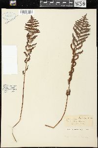 Thelypteris confluens image