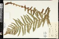 Dryopteris tokyoensis image