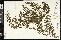 Dryopteris unidentata image