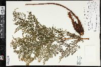 Dryopteris unidentata image