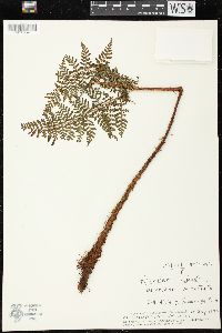 Dryopteris unidentata image