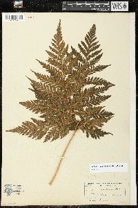 Image of Lastreopsis vieillardii