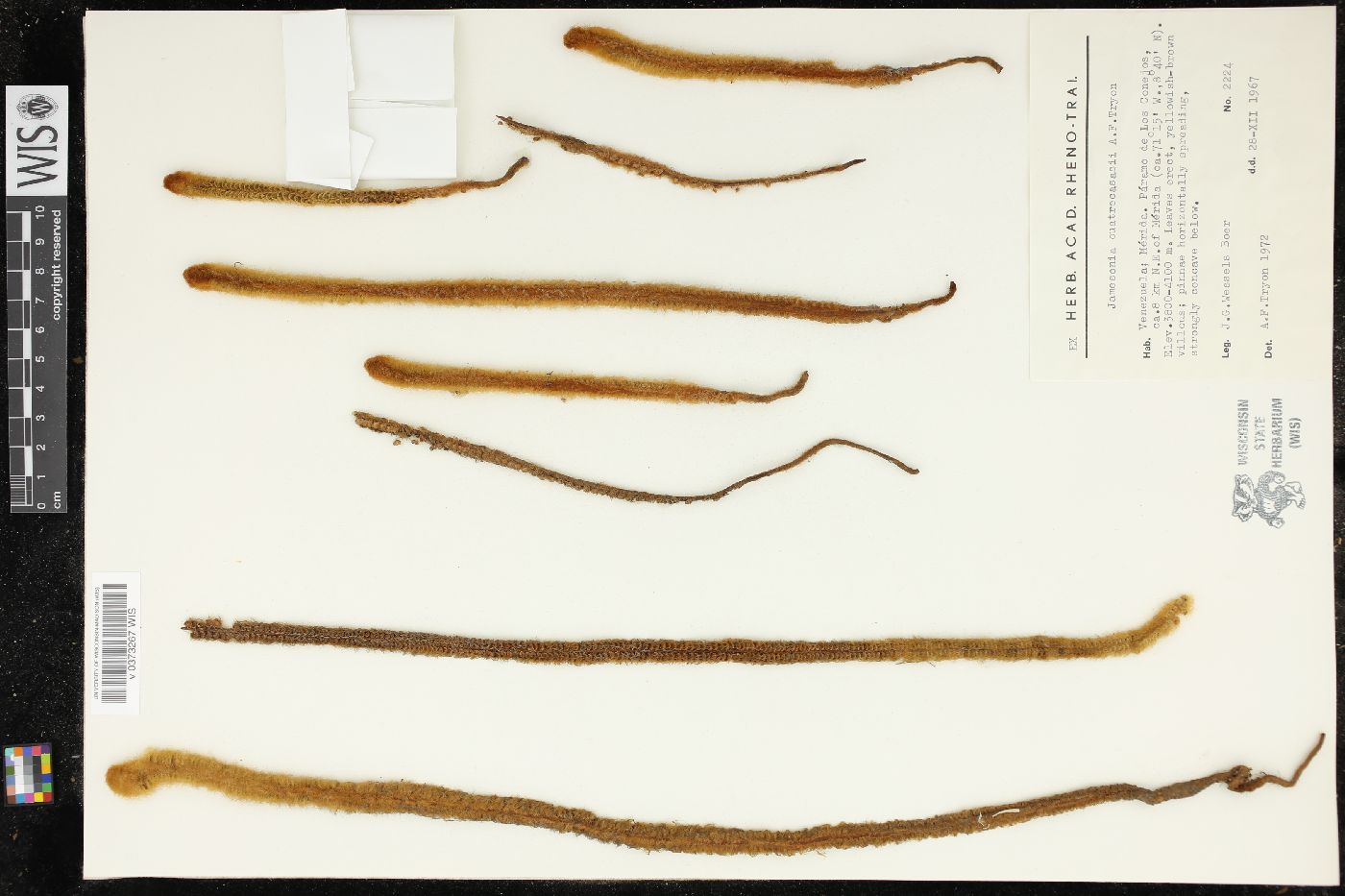 Jamesonia cuatrecasasii image