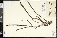 Image of Jamesonia verticalis
