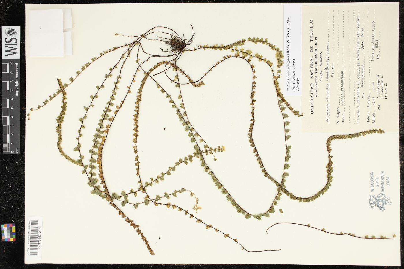 Jamesonia elongata image