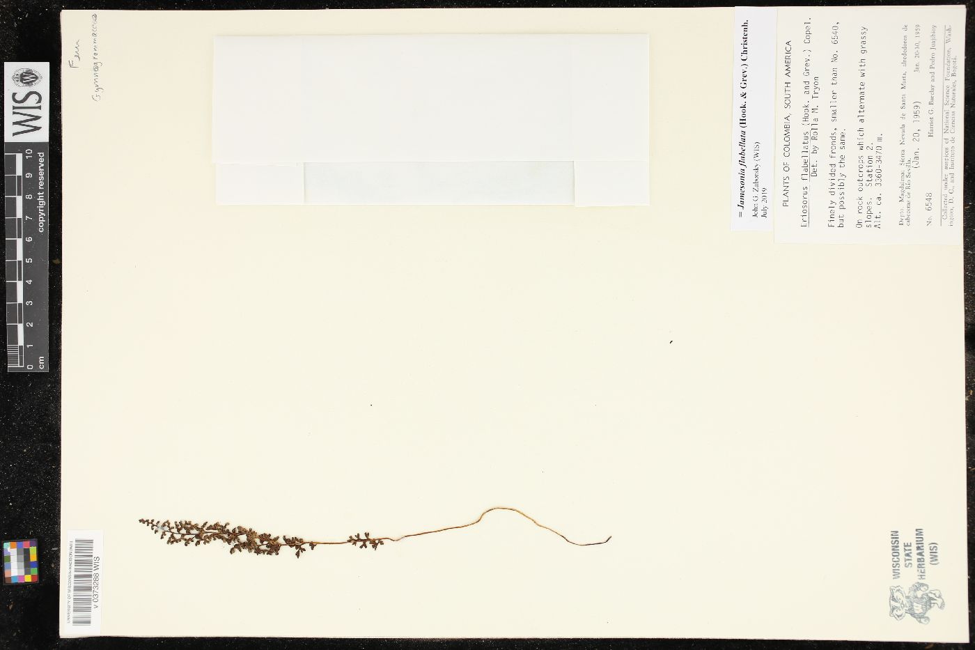 Jamesonia flabellata image