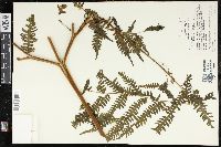 Pteris biaurita image