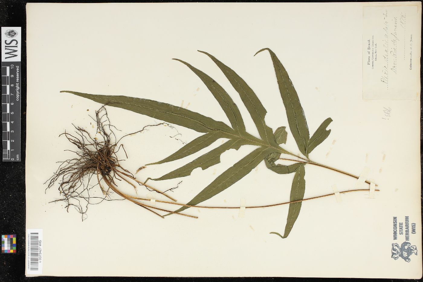 Pteris denticulata image