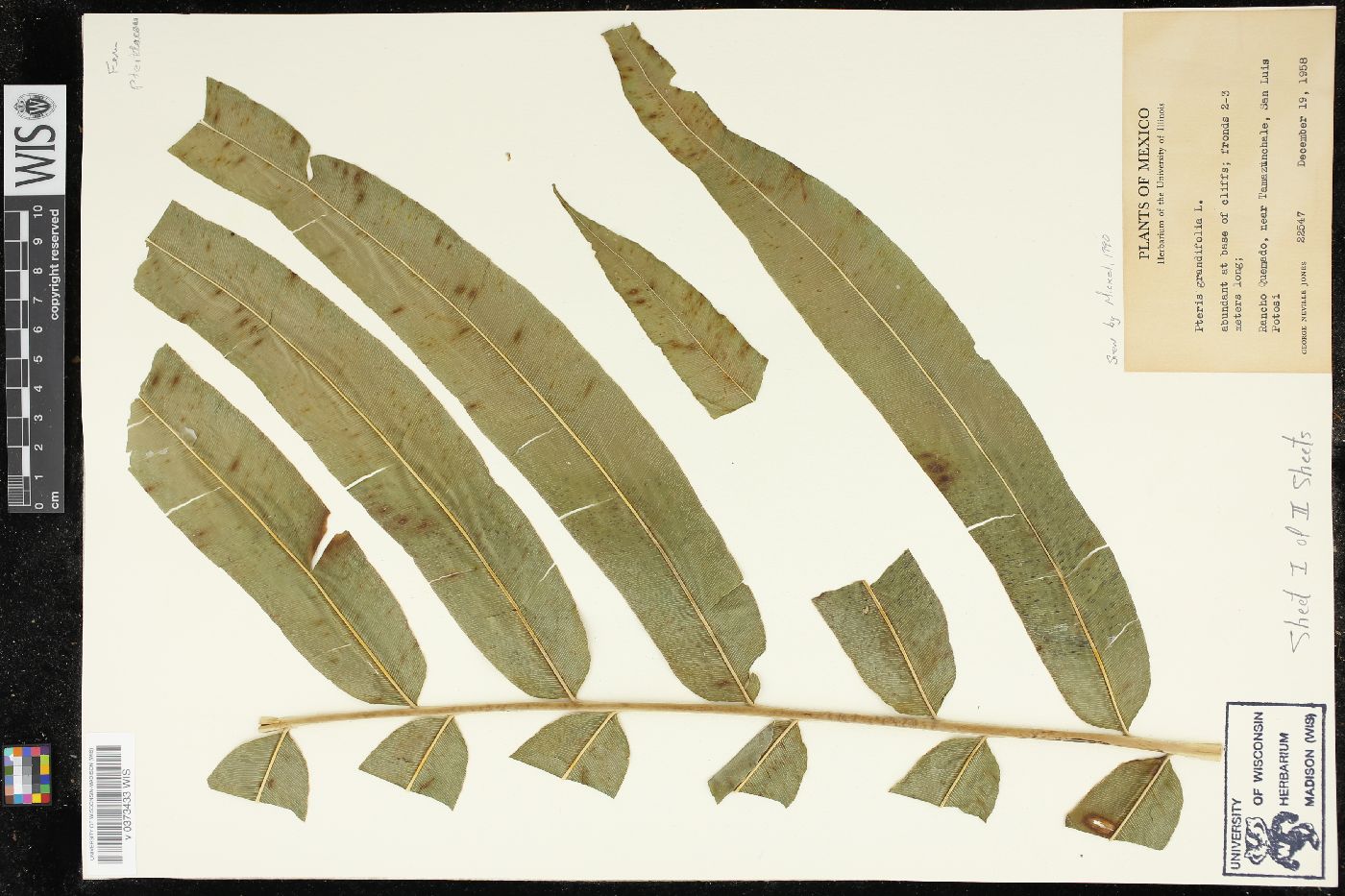 Pteris grandifolia image