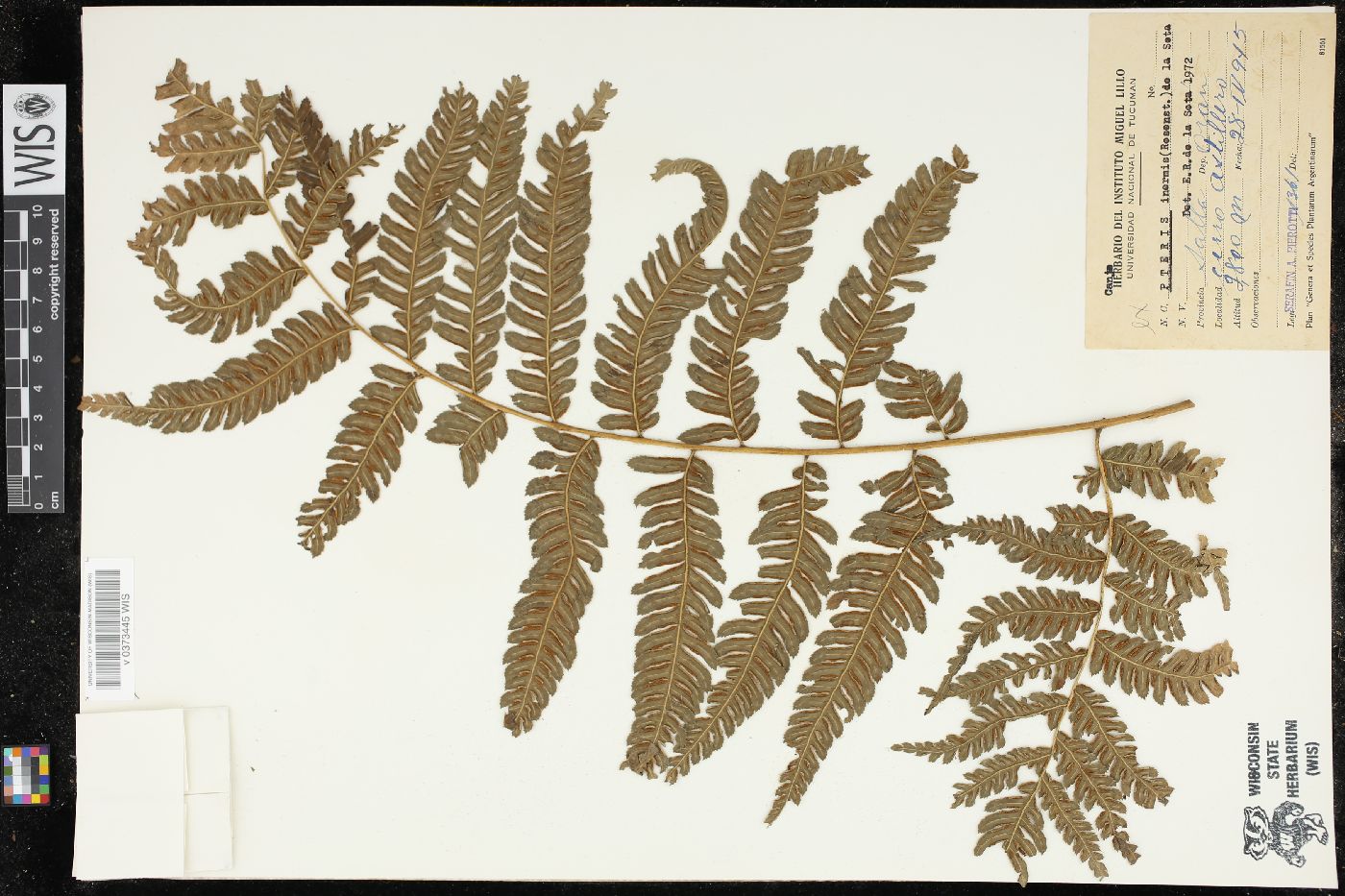 Pteris inermis image