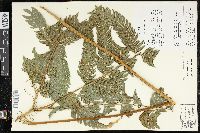 Pteris orizabae image