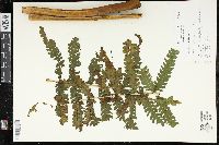 Pteris podophylla image