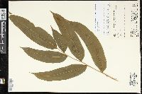 Pteris praestantissima image