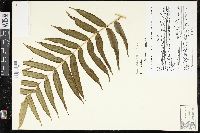 Pteris pulchra image