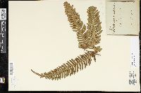 Pteris quadriaurita image