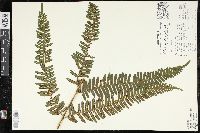 Pteris quadriaurita image