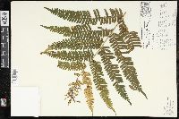 Pteris quadriaurita image