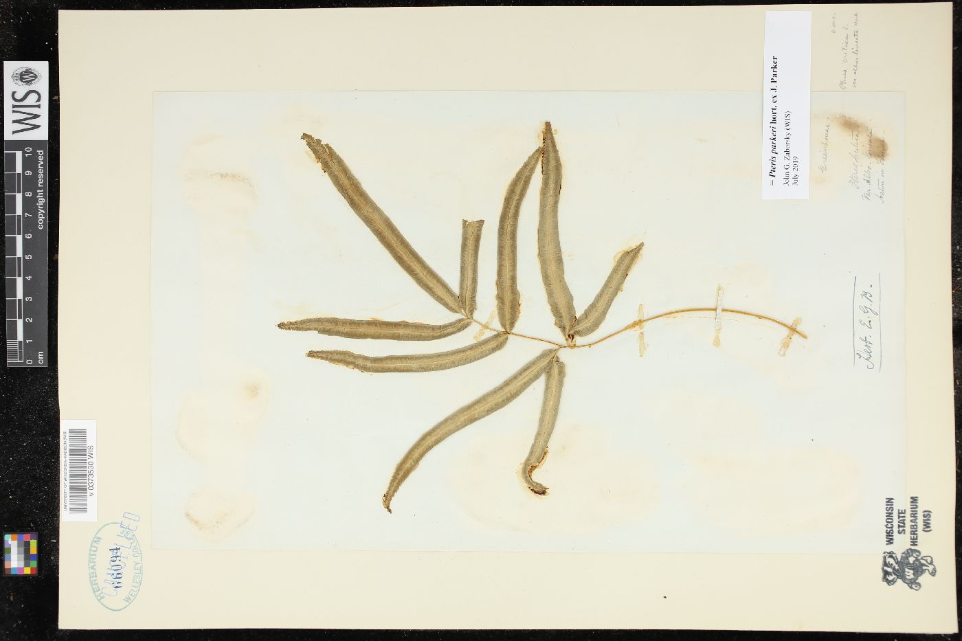 Pteris parkeri image