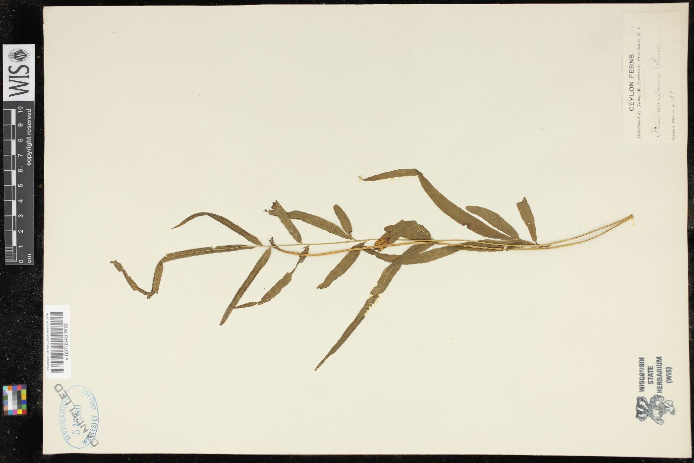 Pteris ensiformis image