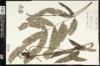 Pteris pellucida image