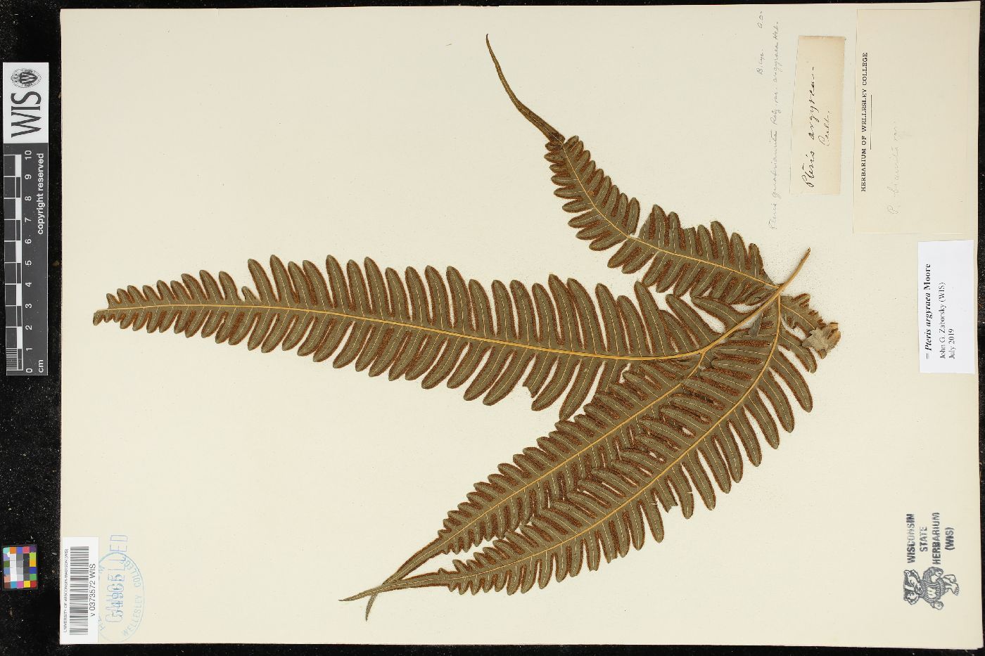 Pteris argyraea image