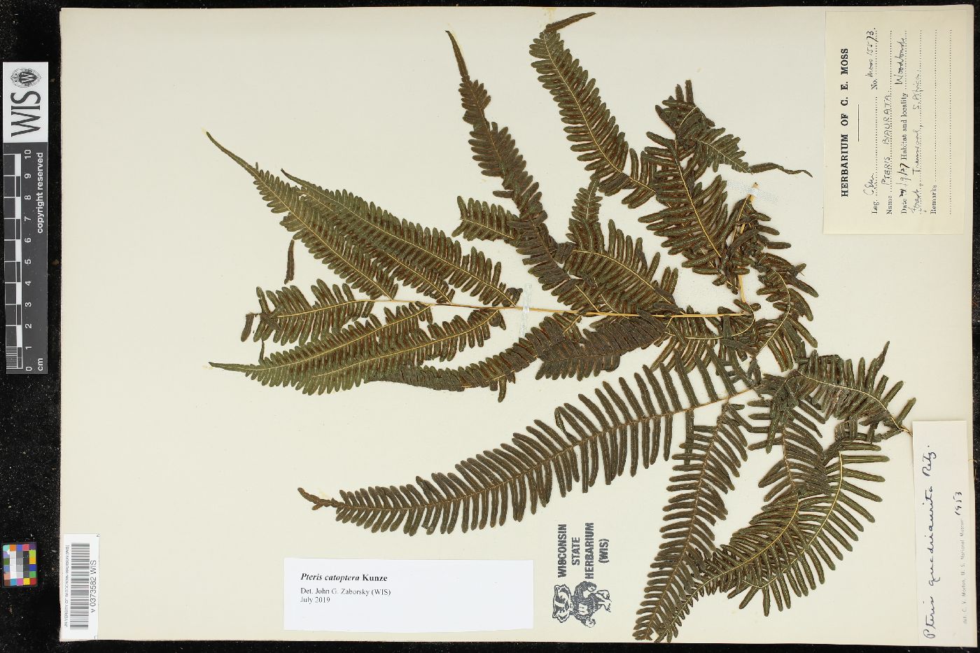 Pteris catoptera image
