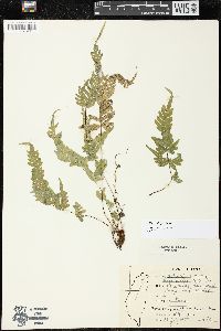 Pteris dispar image