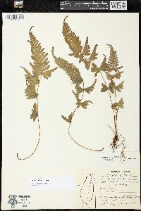 Pteris dispar image