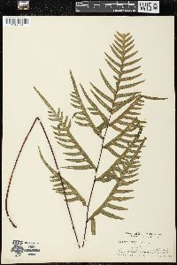 Pteris quadriaurita image