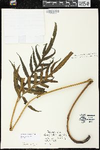 Pteris formosana image