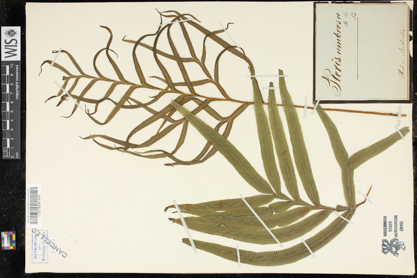 Pteris umbrosa image