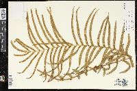 Pteris vittata image