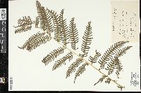 Pteris vittata image