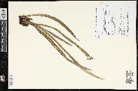 Ananthacorus angustifolius image