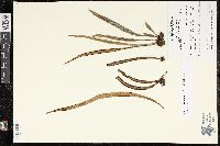 Ananthacorus angustifolius image