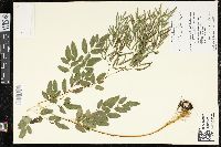 Llavea cordifolia image