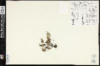 Notholaena sulphurea image